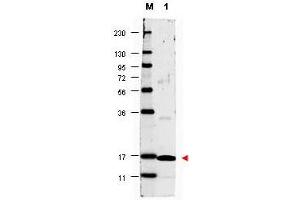 Image no. 1 for anti-Interleukin 17A (IL17A) antibody (Biotin) (ABIN1102456) (Interleukin 17a antibody  (Biotin))