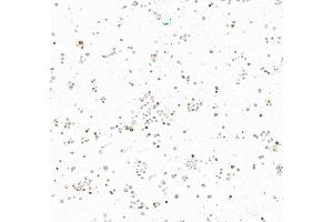 Immunocytochemistry (ICC) image for anti-Insulinoma-Associated 1 (INSM1) (AA 75-125) antibody (ABIN7795670) (Recombinant INSM1 antibody  (AA 75-125))