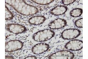 Image no. 2 for anti-Goosecoid Homeobox (GSC) (AA 151-258) antibody (ABIN466271) (GSC antibody  (AA 151-258))