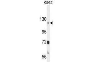 ATP8A2 Antibody (N-term) western blot analysis in K562 cell line lysates (35µg/lane).