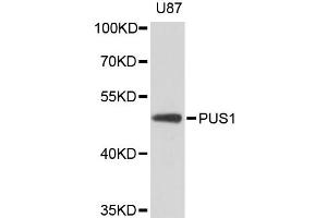 Western blot analysis of extracts of U-87MG cells, using PUS1 antibody.