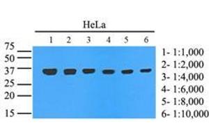 Western Blotting (WB) image for anti-Glyceraldehyde-3-Phosphate Dehydrogenase (GAPDH) (AA 1-335), (N-Term) antibody (ABIN492381)