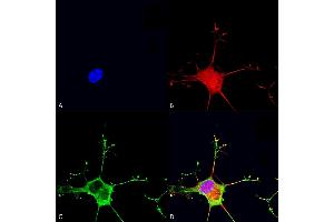 Immunocytochemistry/Immunofluorescence analysis using Mouse Anti-Dicer Monoclonal Antibody, Clone S167-7 (ABIN2483017). (DICER1 antibody  (AA 1638-1899) (PE))