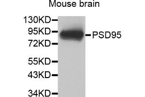 Western blot analysis of extracts of mouse brain, using DLG4 antibody (ABIN5973643). (DLG4 antibody)