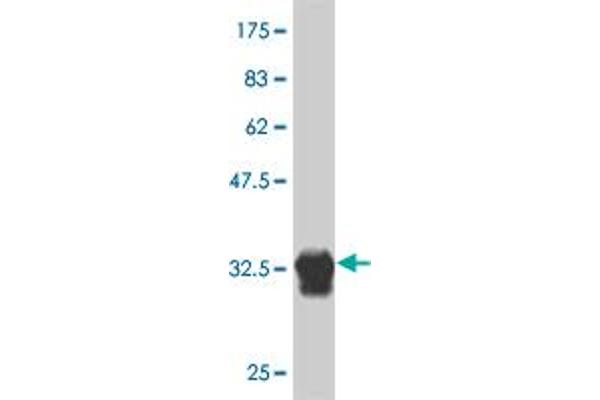 HOXB7 antibody  (AA 55-120)