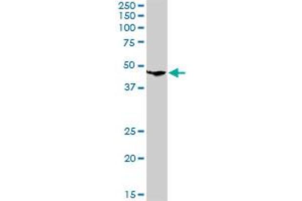 CLN3 antibody  (AA 1-438)