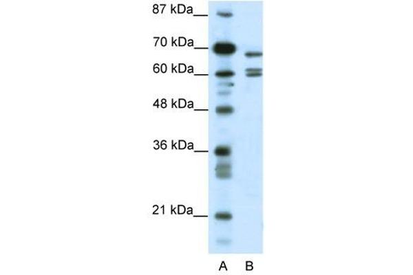 KCNK5 antibody  (C-Term)