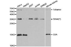 Western blot analysis of extracts of various cell lines, using CDA antibody. (CDA antibody  (AA 1-146))