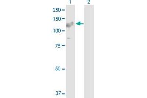 Western Blot analysis of ARHGEF1 expression in transfected 293T cell line by ARHGEF1 MaxPab polyclonal antibody. (ARHGEF1 antibody  (AA 1-912))