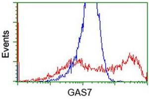 HEK293T cells transfected with either RC215256 overexpress plasmid (Red) or empty vector control plasmid (Blue) were immunostained by anti-GAS7 antibody (ABIN2453058), and then analyzed by flow cytometry. (GAS7 antibody)