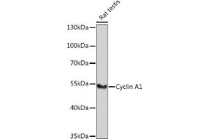 Western blot analysis of extracts of Rat testis, using Cyclin  antibody (ABIN6127726, ABIN6138071, ABIN6138072 and ABIN6221269) at 1:1000 dilution. (Cyclin A1 antibody  (AA 1-230))