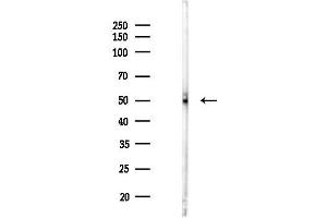 anti-Transcription Factor MafA (MAFA) (C-Term) antibody