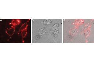 Expression of NBC1 in rat PC12 cells - Cell surface detection of NBC1 in live intact rat PC12 pheochromocytoma cells. (SLC4A4 antibody  (2nd Extracellular Loop))