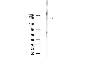 anti-rho Guanine Nucleotide Exchange Factor (GEF) 10 (ARHGEF10) (Internal Region) antibody