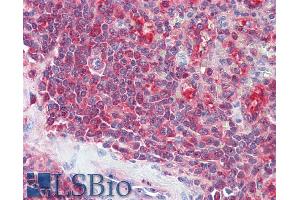 ABIN334467 (5µg/ml) staining of paraffin embedded Human Spleen.
