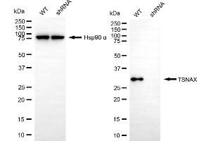 Western blotting analysis using TSNAX antibody (ABIN7800611).