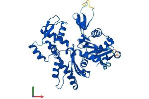 AlphaFold protein structure predicition of Human Recombinant ACTBL2 Protein, UniprotID Q562R1 (ACTBL2 Protein (AA 1-376) (His tag))