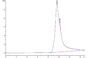The purity of Human CD69 is greater than 95 % as determined by SEC-HPLC. (CD69 Protein (CD69) (AA 62-199) (His tag))