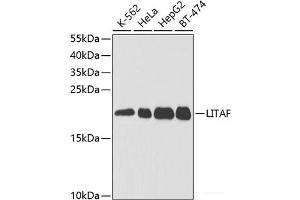 Western blot analysis of extracts of various cell lines using LITAF Polyclonal Antibody at dilution of 1:1000. (LITAF antibody)