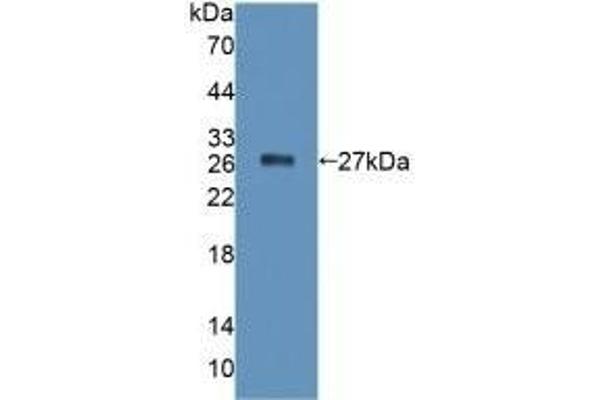 PTPRF anticorps  (AA 30-224)
