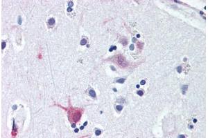 Anti-WNT8B antibody  ABIN1049486 IHC staining of human brain, cortex. (WNT8B antibody  (C-Term))