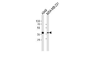 Western blot analysis of lysates from A549,MDA-MB-231 cell line (from left to right),using ANXA1 Antibody (Ab-21)(ABIN1450686 and ABIN1450688). (Annexin a1 antibody)
