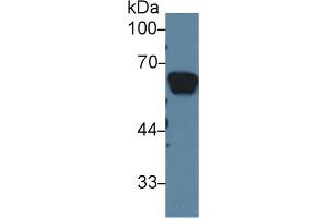 Western Blotting (WB) image for anti-Angiotensinogen (serpin Peptidase Inhibitor, Clade A, Member 8) (AGT) (AA 25-477) antibody (ABIN7432631)