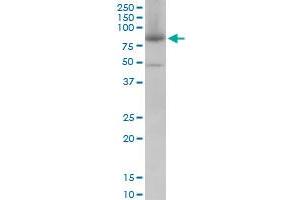 MFN2 monoclonal antibody (M01), clone 6A8. (MFN2 antibody  (AA 661-757))