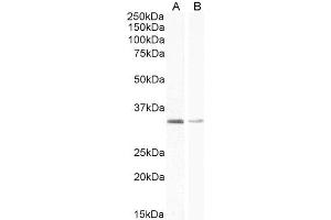 ABIN185512 (1µg/ml) staining of Rat Adipose (A) and (0. (UCP1 antibody  (C-Term))