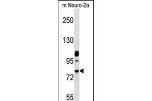 Mouse Nek8 Antibody (C-term) (ABIN657848 and ABIN2846809) western blot analysis in mouse Neuro-2a cell line lysates (35 μg/lane). (NEK8 antibody  (C-Term))