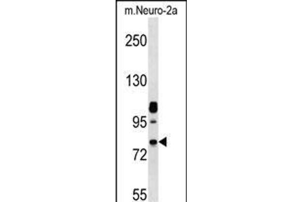 NEK8 antibody  (C-Term)