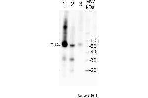 Western Blotting (WB) image for anti-Tubulin alpha Chain (TUB1) antibody (ABIN7477855) (Tubulin alpha Chain (TUB1) antibody)
