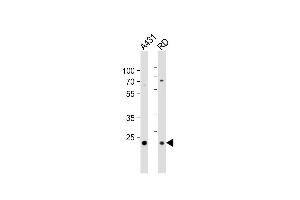 Western Blot at 1:1000 dilution Lane 1: A431 whole cell lysates Lane 2: RD whole cell lysates Lysates/proteins at 20 ug per lane. (MMAB antibody  (AA 50-81))
