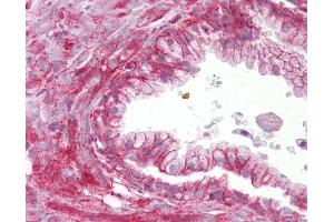 Anti-TMTC4 antibody IHC of human prostate. (TMTC4 antibody  (AA 72-121))