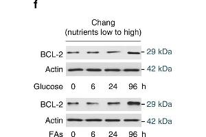 Nutrient induces apoptosis resistance. (Bcl-2 antibody)