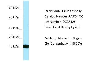 Western Blotting (WB) image for anti-Hemoglobin, gamma G (HBG2) (Middle Region) antibody (ABIN2789939) (HBG2 antibody  (Middle Region))