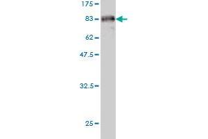 Western Blot detection against Immunogen (81. (CAMK2B antibody  (AA 1-503))