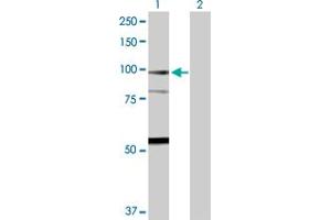 Western Blot analysis of F13A1 expression in transfected 293T cell line by F13A1 MaxPab polyclonal antibody. (F13A1 antibody  (AA 1-732))