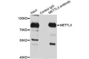 Immunoprecipitation analysis of 150ug extracts of 293T cells using 3ug METTL3 antibody. (METTL3 antibody  (AA 1-156))