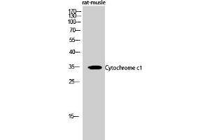 anti-Cytochrome C1 (CYC1) (AA 110-190) antibody