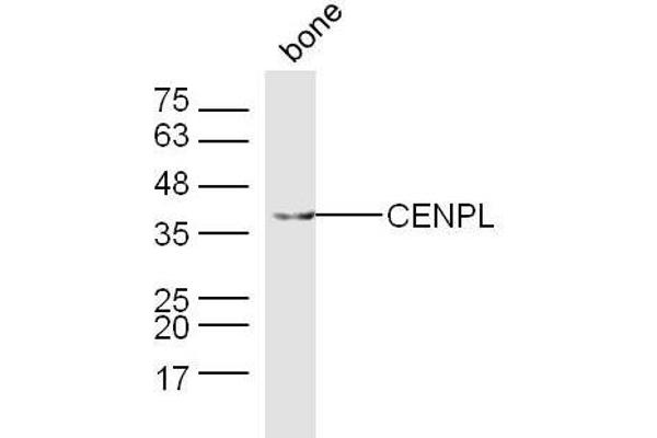 CENPL antibody  (AA 51-150)