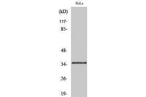 Western Blotting (WB) image for anti-Olfactory Receptor, Family 10, Subfamily R, Member 2 (OR10R2) (C-Term) antibody (ABIN3186018) (OR10R2 antibody  (C-Term))
