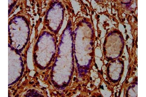 AMN antibody  (AA 25-163)