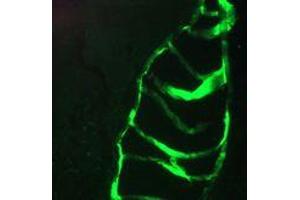 Immunofluorescence staining of a 7 days old zebrafish embryo. (Keratin 10/13 antibody)