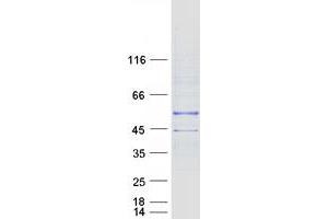 Validation with Western Blot (Ethanolamine Kinase 1 Protein (ETNK1) (Transcript Variant 2) (Myc-DYKDDDDK Tag))