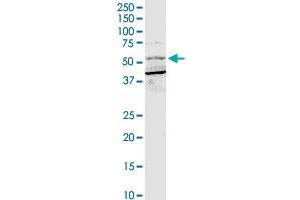 BTRC MaxPab rabbit polyclonal antibody. (BTRC antibody  (AA 1-605))