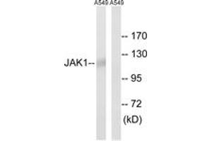 Western blot analysis of extracts from A549, using JAK1 (Ab-1022) Antibody.