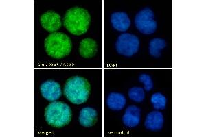 (ABIN184804) Immunofluorescence analysis of paraformaldehyde fixed Jurkat cells, permeabilized with 0. (PAX5 antibody  (N-Term))