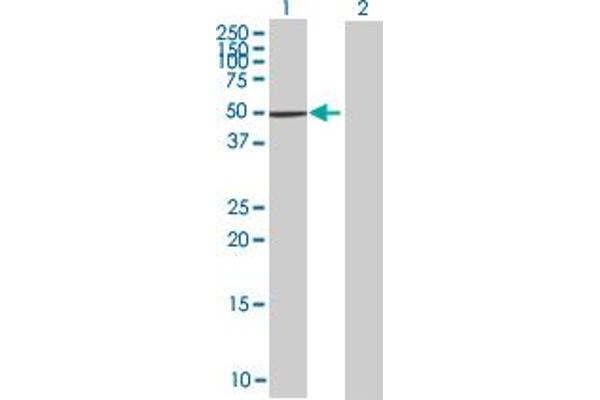 ZNF383 antibody  (AA 1-475)