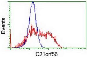 HEK293T cells transfected with either RC224562 overexpress plasmid (Red) or empty vector control plasmid (Blue) were immunostained by anti-C21orf56 antibody (ABIN2455739), and then analyzed by flow cytometry. (C21ORF56 antibody)